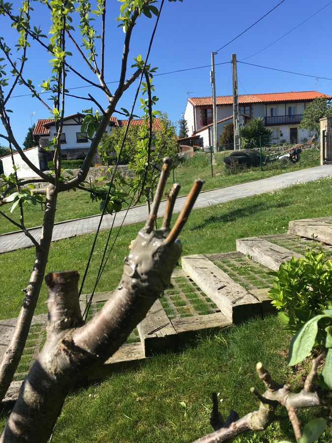 Injerto