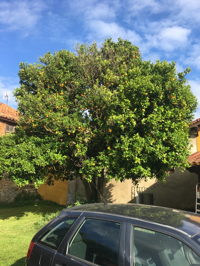 Naranjo antes