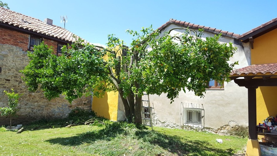 Naranjo poda