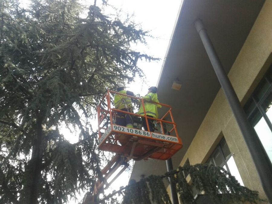 PODA CEDRO  CON ELEVADOR 