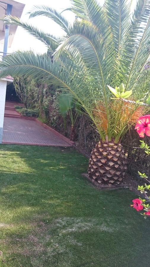PALMERA PODADA