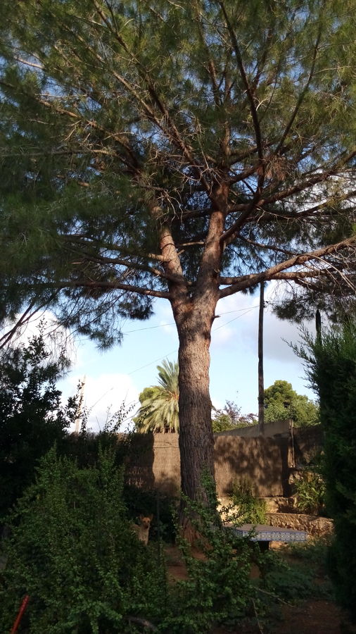 mantenimiento de árboles 