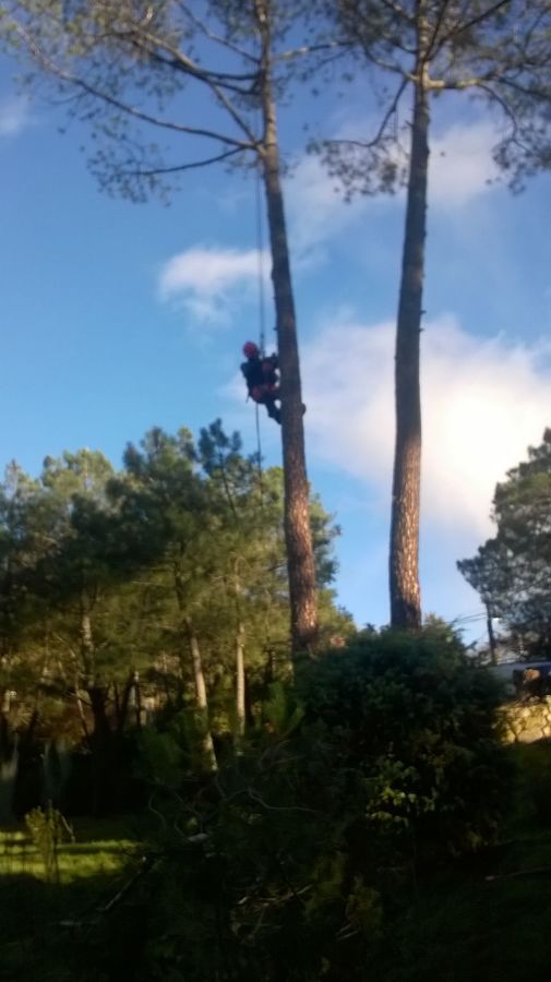 Poda de pino