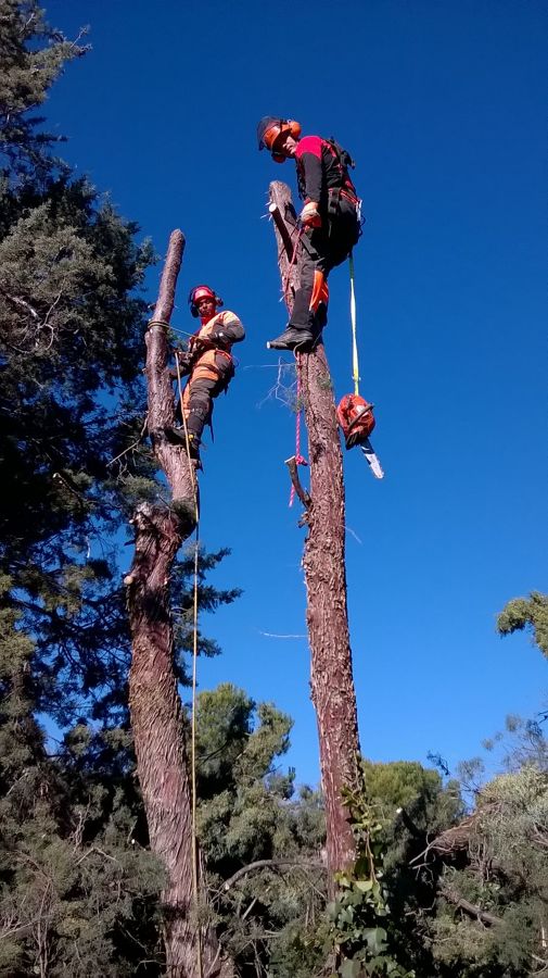 Talas arizónicas