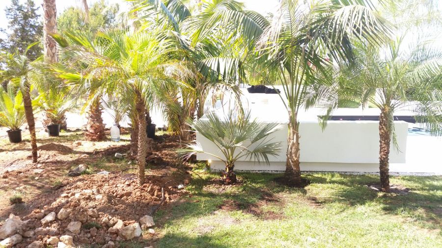 palmeras