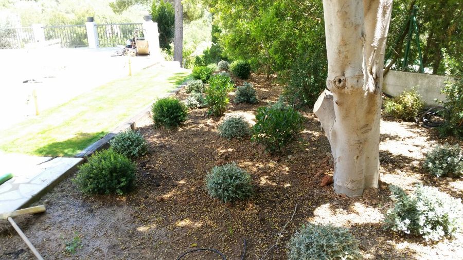 riego y planta