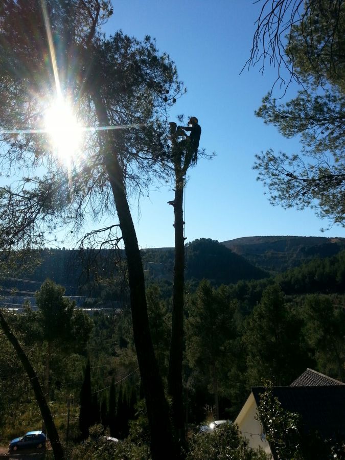 Tala de pinos 