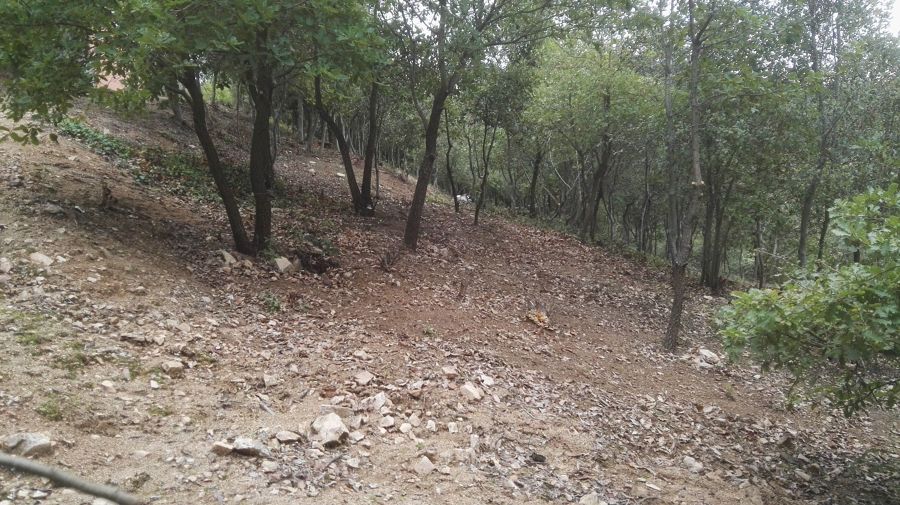 limpieza bosque