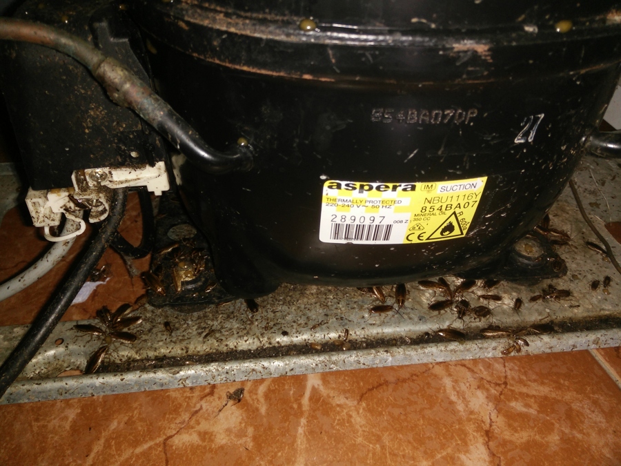 Cucaracha alemana