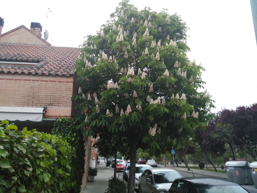 CASTAÑO DE INDIAS