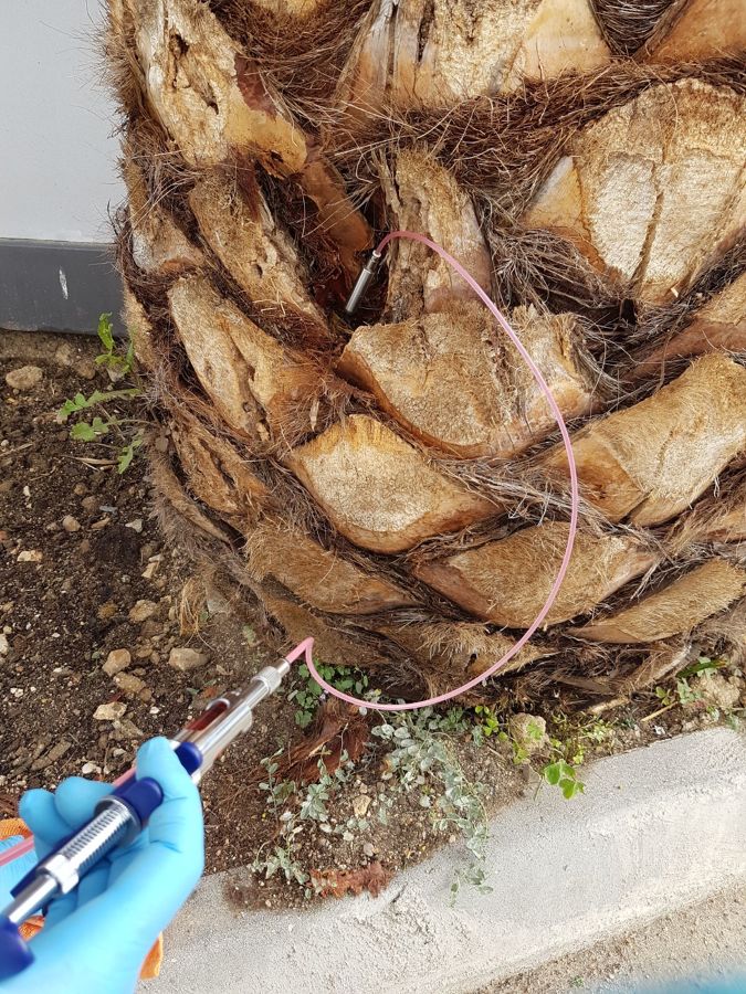 ENDOTERAPIA ARBOREA