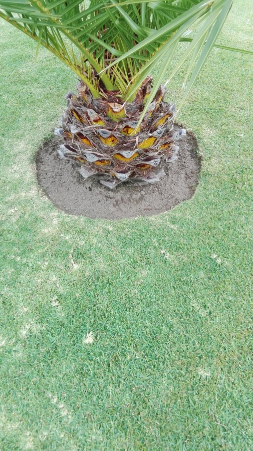 Palmera pequeña