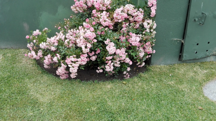 Rosal
