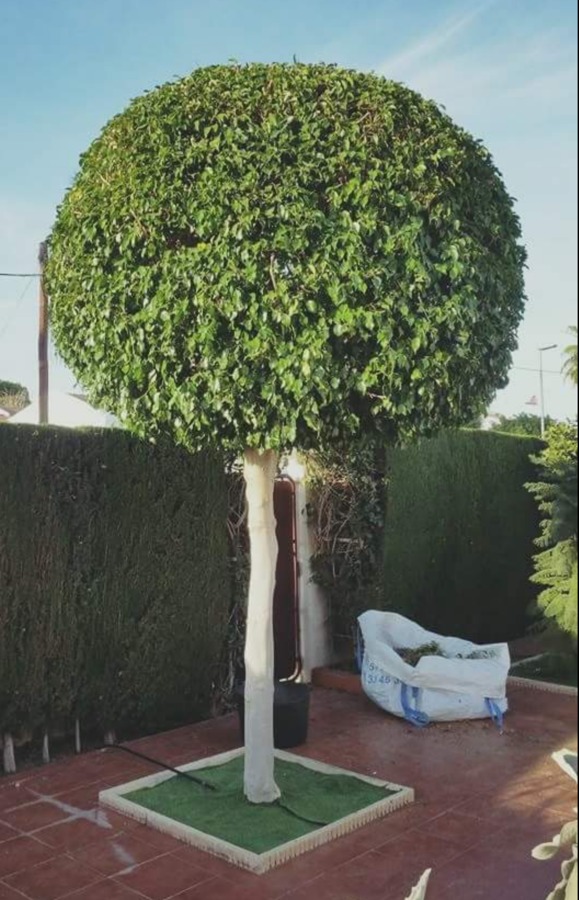Foto: Poda de Ficus en Forma de Bola de Verde Jardín #1741361 - Habitissimo