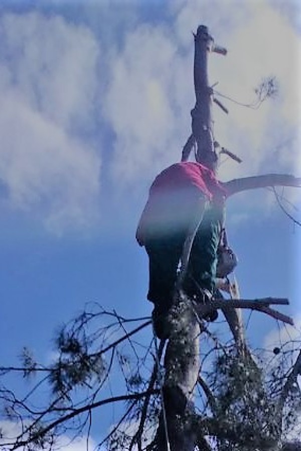 TALA PINO