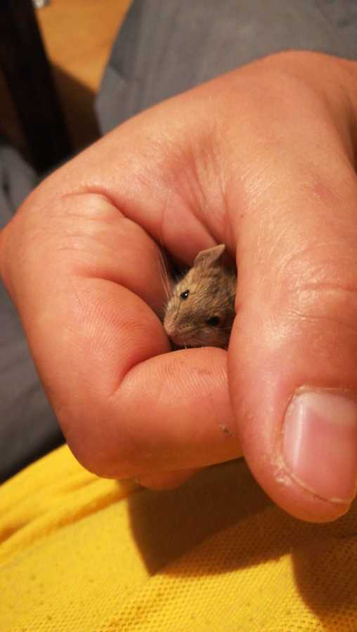Tratamientos para el control de ratas y ratones