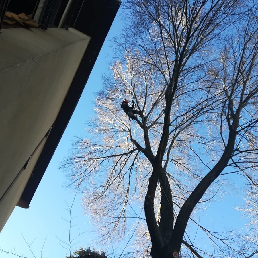 Poda en altura