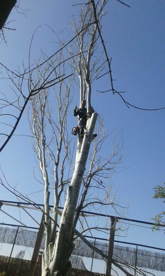 Desmonte de chopo