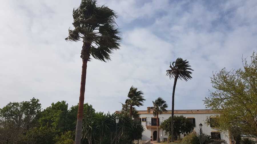 Palmeras