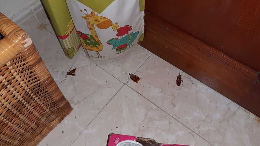 Cucarachas cocina