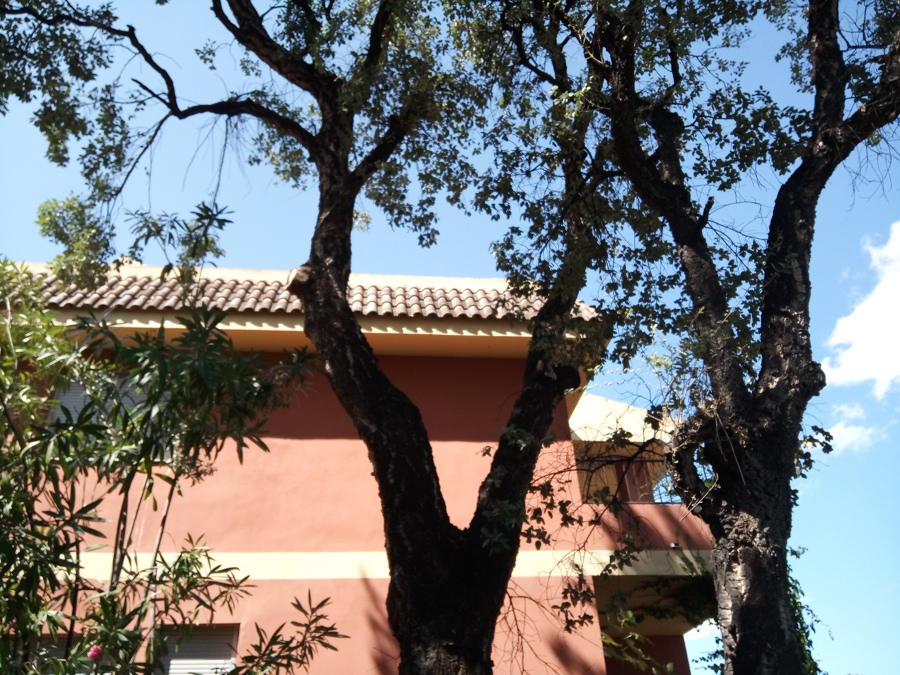 Poda de alcornoque