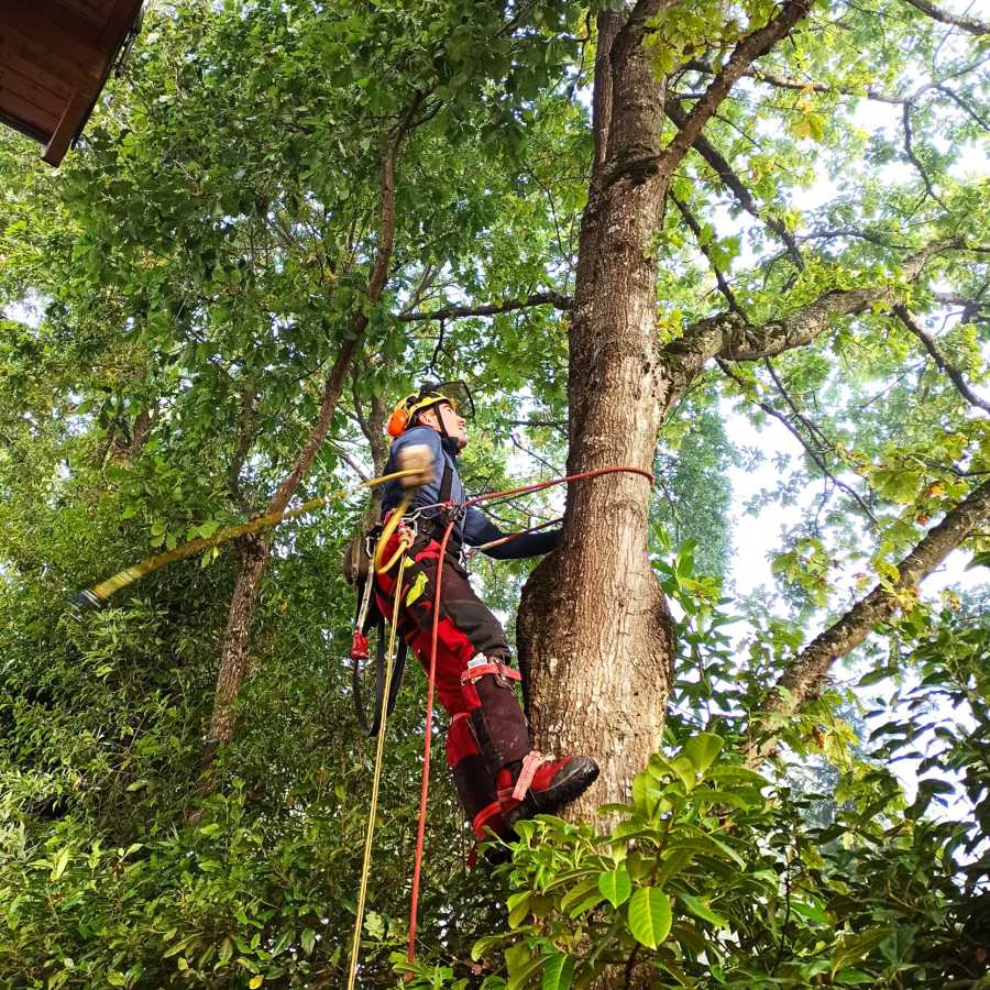 SUBIENDO A UN ROBLE