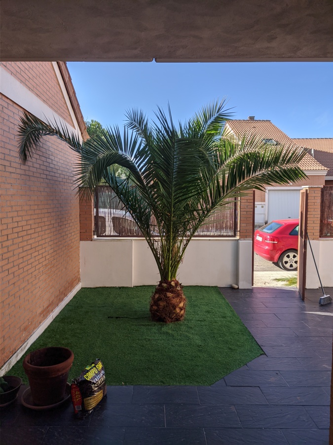 Palmera