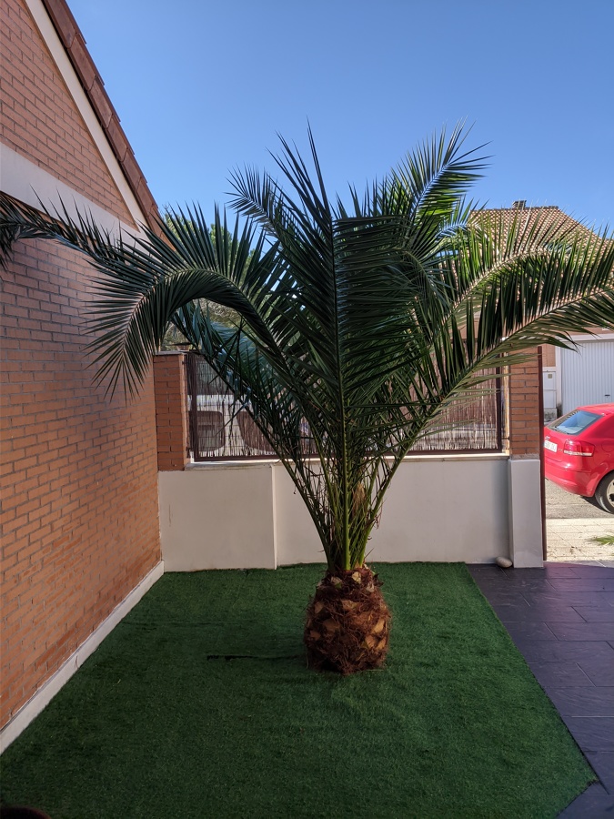 Palmera