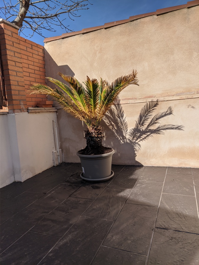 Palmera