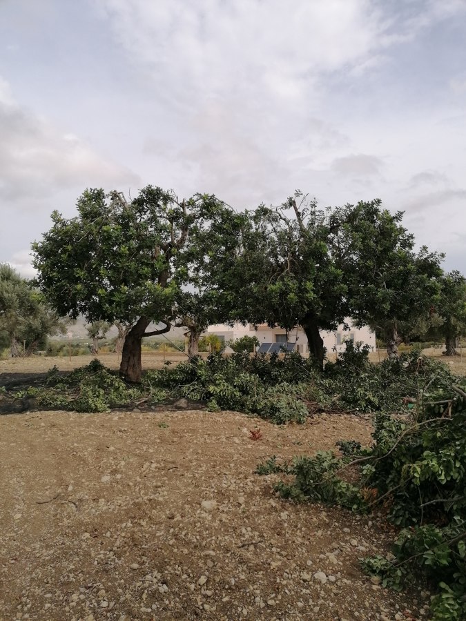 Algarrobos