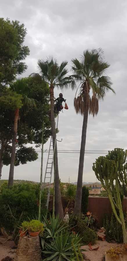 Podas palmeras guasintonia