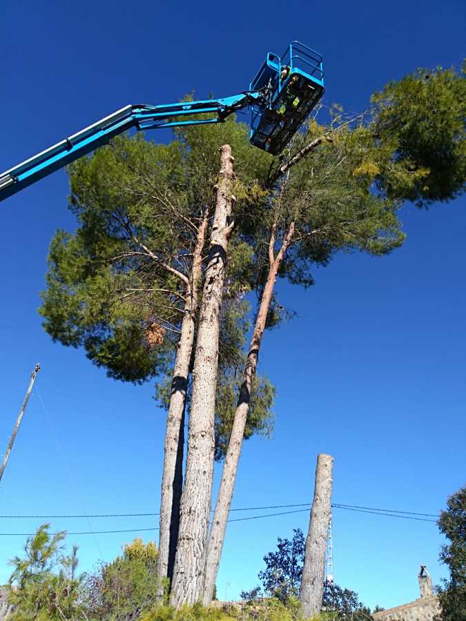 Tala de pinos