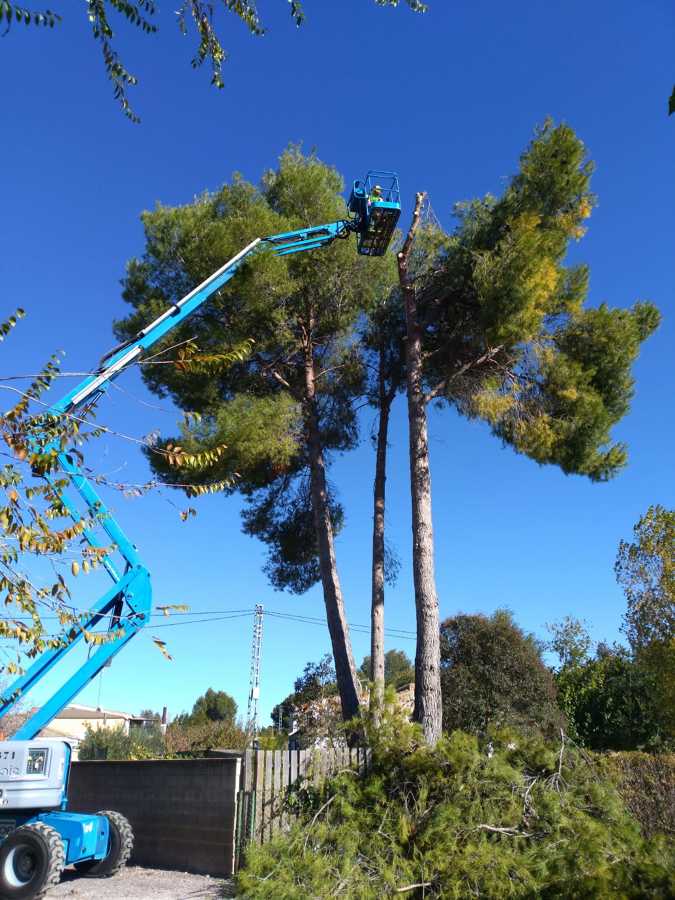 Tala de pinos