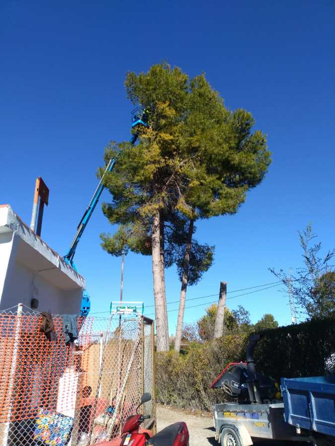 Tala de pinos