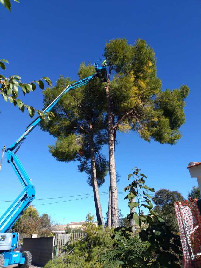 Tala de pinos