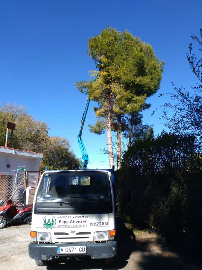 Tala de pinos
