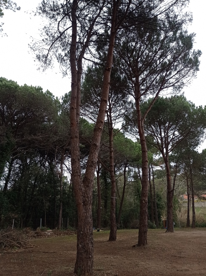 Poda pinos