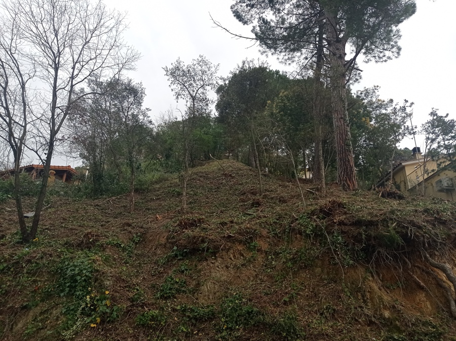 Limpieza Parcela