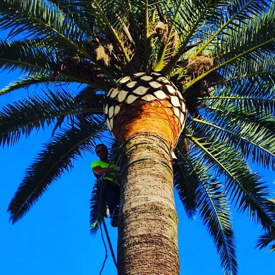Poda de Palmera Canaria