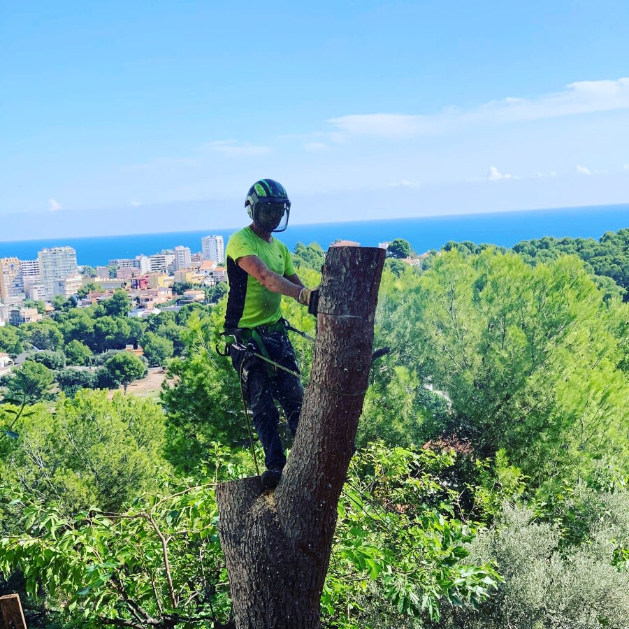 Tala de Pino