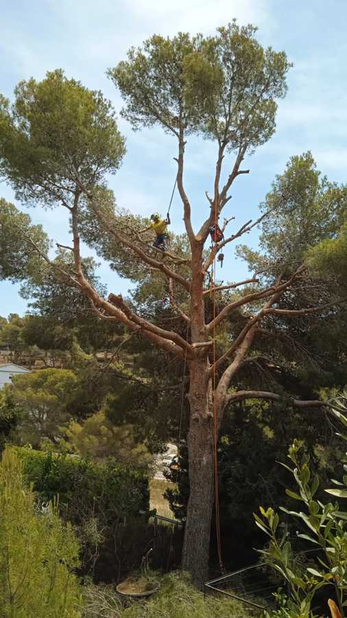 Tala en altura