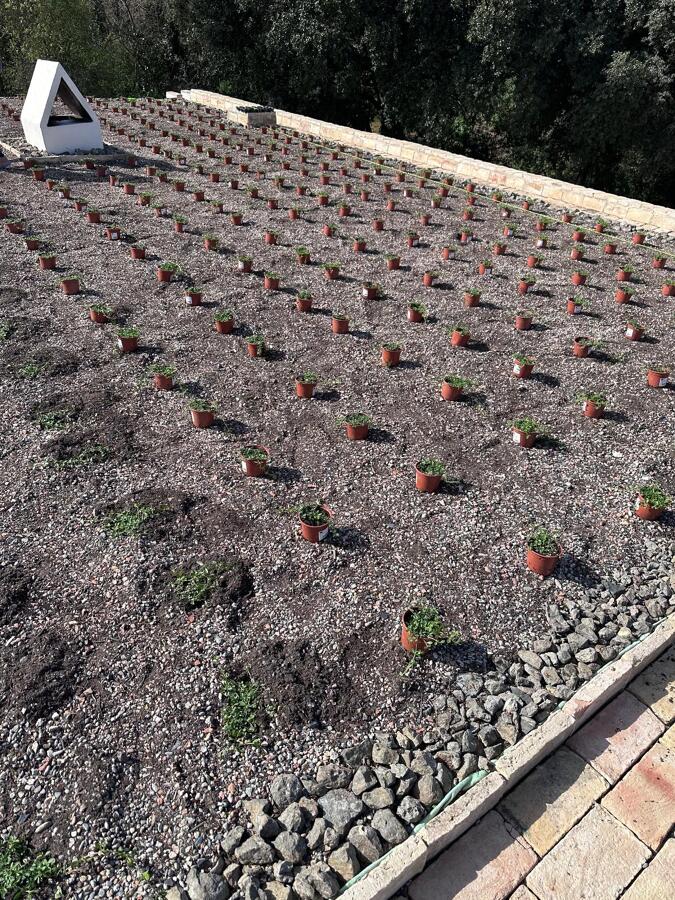 Plantación de plantas