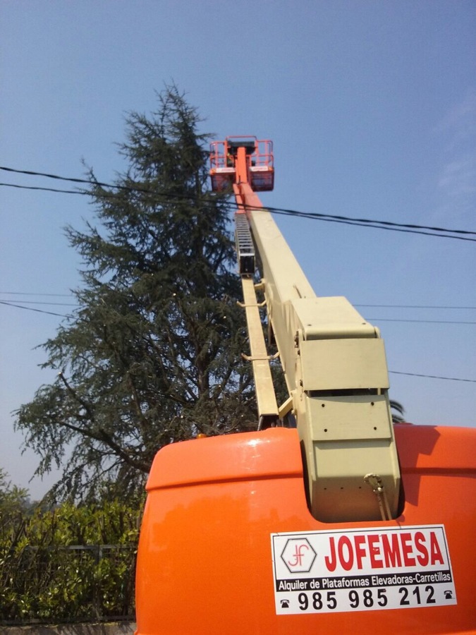 Poda de abeto
