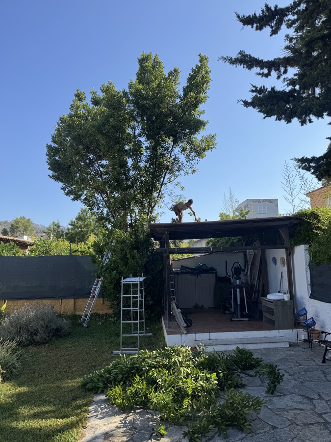 Poda y tala de árboles