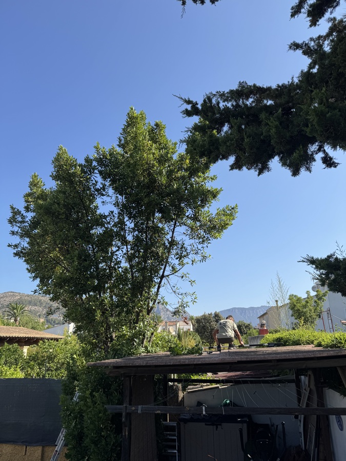 Poda y tala de árboles