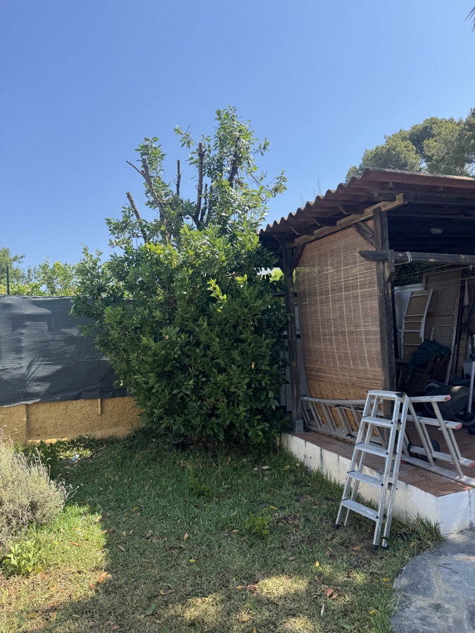 Poda y tala de árboles