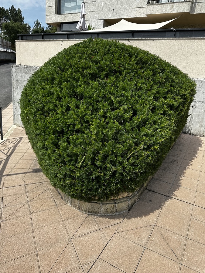 Árbol con forma