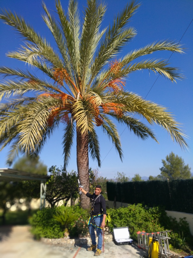 Palmera