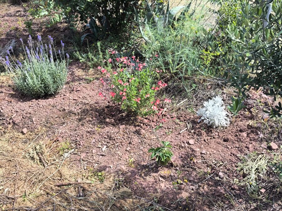Jardín mediterráneo de secano: diversidad de especies sin riego artificial