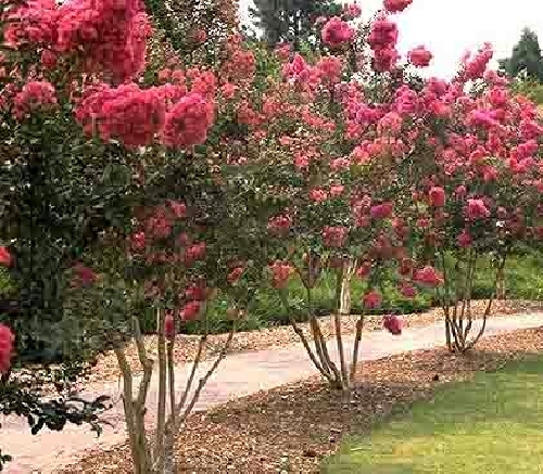 Lagestroemia indica